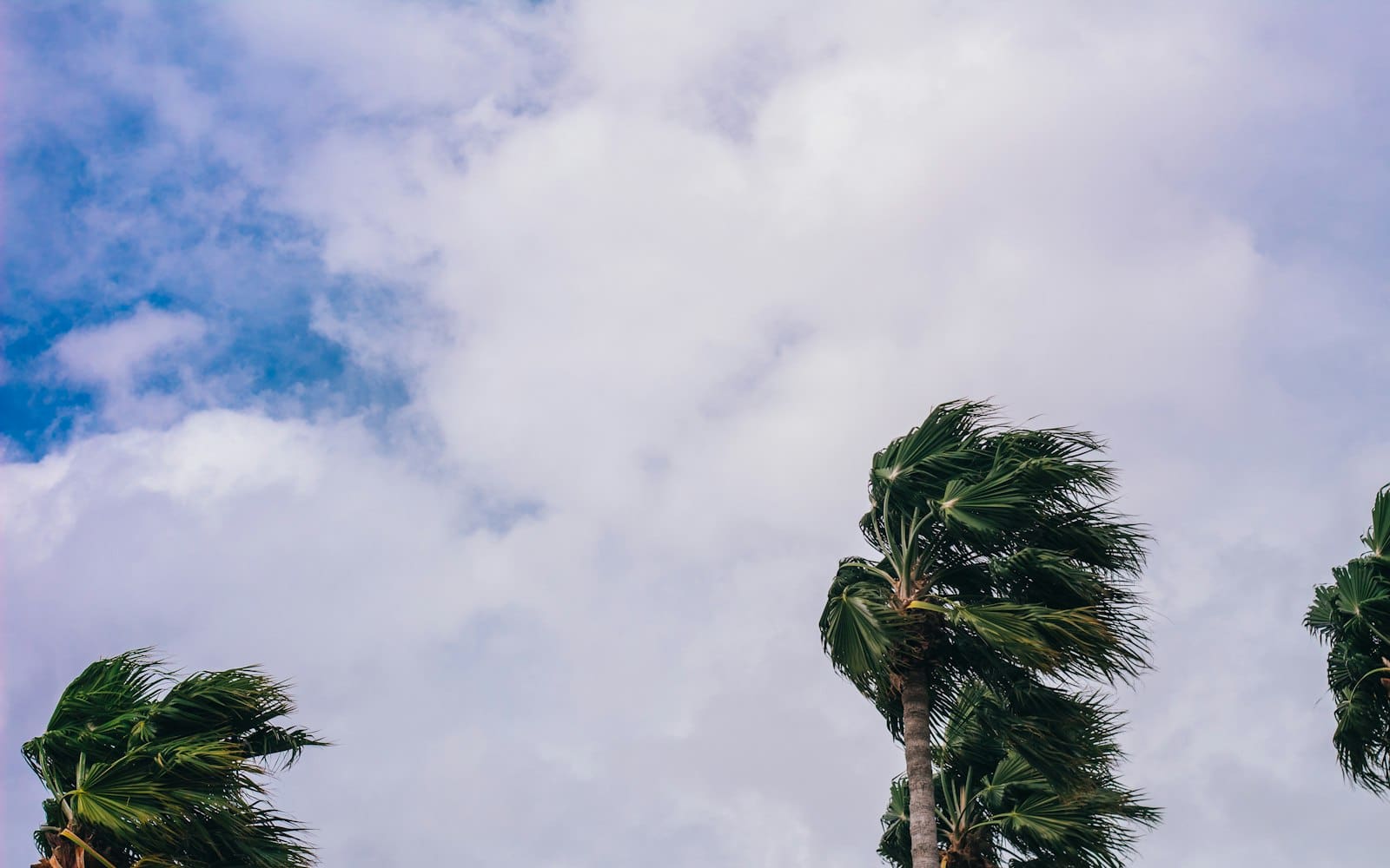 Palm trees blowing in the wind on a cloudy day